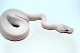 Load image into Gallery viewer, Male Blue Eyed Leucistic Ball Python