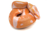 Load image into Gallery viewer, Female Candino Pied Ball Python