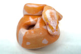Load image into Gallery viewer, Female Candino Pied Ball Python