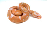 Load image into Gallery viewer, Female Candino Pied Ball Python