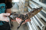 Load image into Gallery viewer, American Alligator