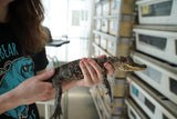Load image into Gallery viewer, American Alligator