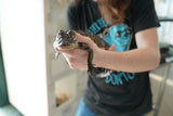 Load image into Gallery viewer, American Alligator