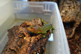 Load image into Gallery viewer, Caiman Lizard