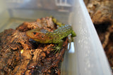 Load image into Gallery viewer, Caiman Lizard