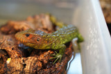 Load image into Gallery viewer, Caiman Lizard