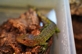 Load image into Gallery viewer, Caiman Lizard