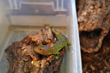 Load image into Gallery viewer, Caiman Lizard