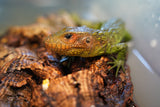 Load image into Gallery viewer, Caiman Lizard