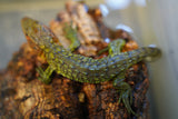 Load image into Gallery viewer, Caiman Lizard