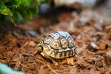 Load image into Gallery viewer, Baby South African Giant Leopard Tortoise Pardalis paradalis