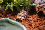 Load image into Gallery viewer, Baby South African Giant Leopard Tortoise Pardalis paradalis