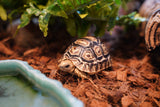 Load image into Gallery viewer, Baby South African Giant Leopard Tortoise Pardalis paradalis