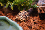 Load image into Gallery viewer, Baby South African Giant Leopard Tortoise Pardalis paradalis
