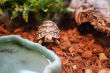 Load image into Gallery viewer, Baby South African Giant Leopard Tortoise Pardalis paradalis