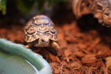 Load image into Gallery viewer, Baby South African Giant Leopard Tortoise Pardalis paradalis
