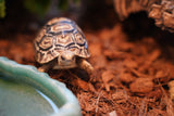 Load image into Gallery viewer, Baby South African Giant Leopard Tortoise Pardalis paradalis