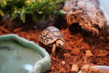 Load image into Gallery viewer, Baby South African Giant Leopard Tortoise Pardalis paradalis