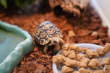 Load image into Gallery viewer, Baby South African Giant Leopard Tortoise Pardalis paradalis