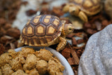 Load image into Gallery viewer, Sulcata Tortoise