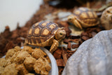 Load image into Gallery viewer, Sulcata Tortoise