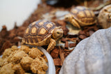 Load image into Gallery viewer, Sulcata Tortoise