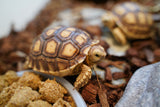 Load image into Gallery viewer, Sulcata Tortoise
