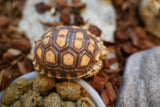 Load image into Gallery viewer, Sulcata Tortoise