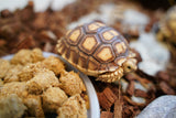 Load image into Gallery viewer, Sulcata Tortoise