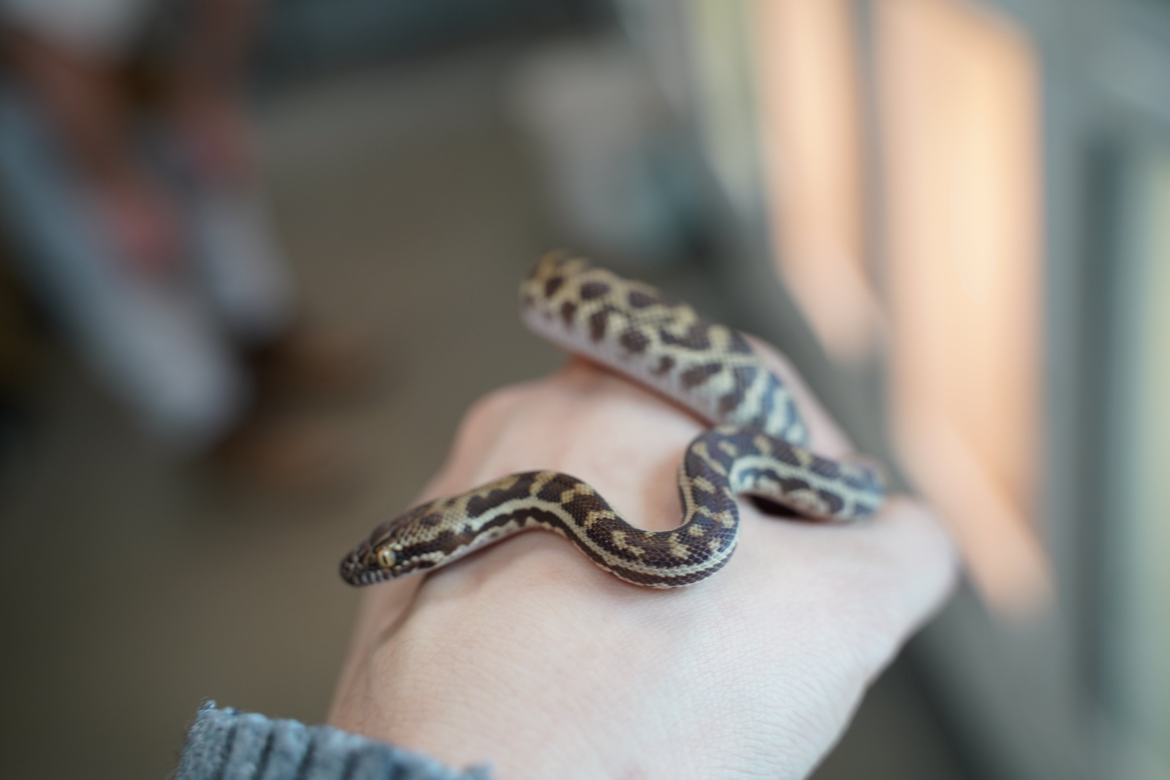 England Python Western Stimson Python – New England Reptile - NERD