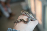 Load image into Gallery viewer, Western Stimson Python
