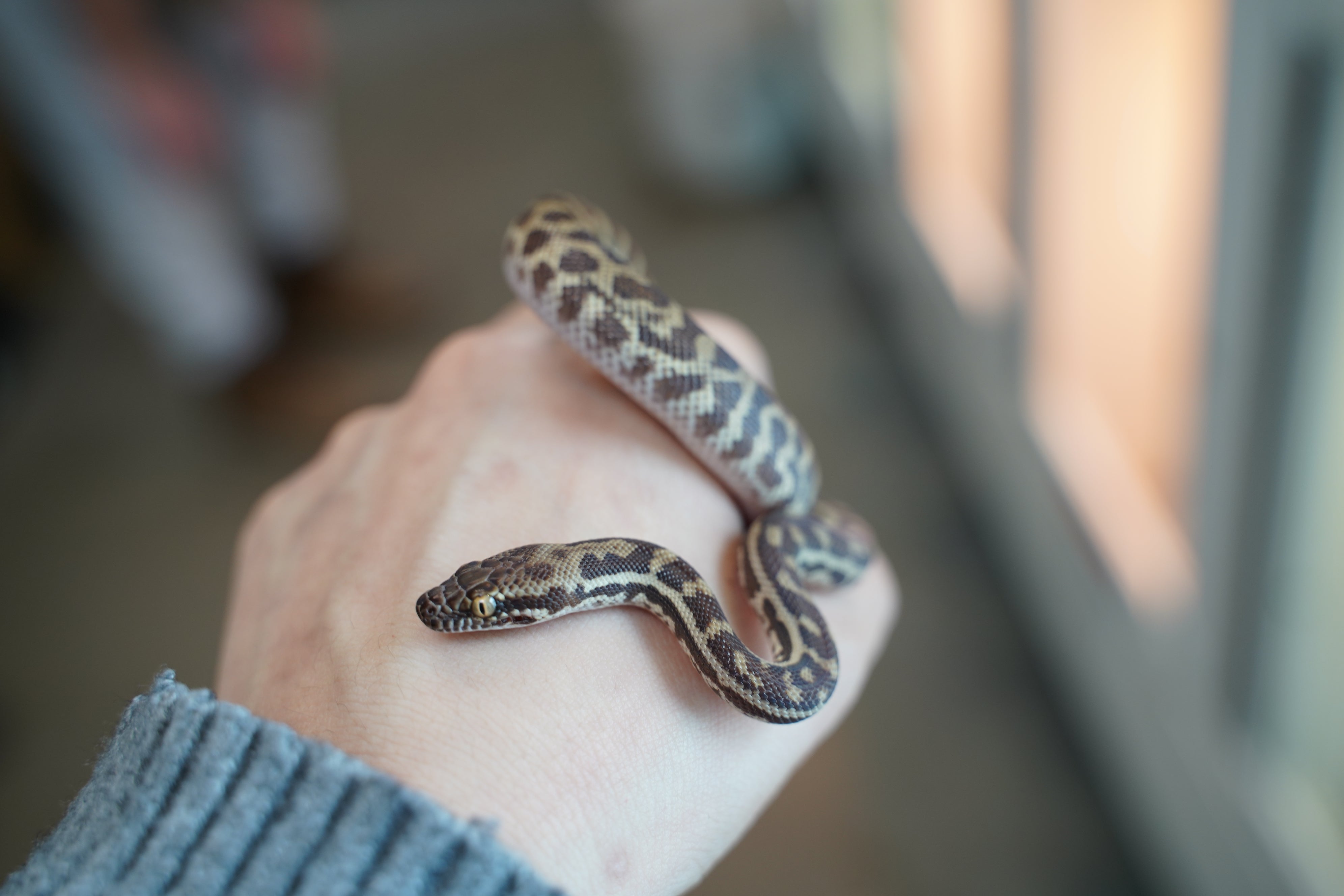 Windora Stimson Python Western Stimson Python – New England Reptile - NERD