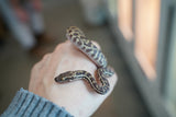 Load image into Gallery viewer, Western Stimson Python