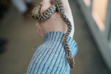 Load image into Gallery viewer, Western Stimson Python