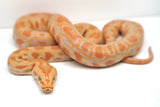 Load image into Gallery viewer, Male Albino Pos Het Granite Green Burmese Python