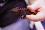 Load image into Gallery viewer, Red-Eyed Crocodile Skink