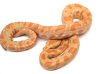 Load image into Gallery viewer, Male Albino Pos Het Granite Green Burmese Python