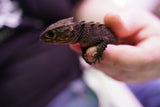 Load image into Gallery viewer, Red-Eyed Crocodile Skink