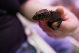 Load image into Gallery viewer, Red-Eyed Crocodile Skink
