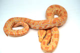 Load image into Gallery viewer, Male Albino Pos Het Granite Green Burmese Python