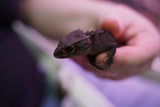 Load image into Gallery viewer, Red-Eyed Crocodile Skink
