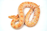 Load image into Gallery viewer, Female Albino Possible Het Granite &amp; Green Burmese Python