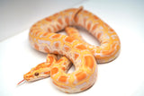 Load image into Gallery viewer, Female Albino Possible Het Granite &amp; Green Burmese Python