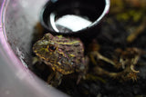 Load image into Gallery viewer, Giant Pixie Frog