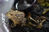 Load image into Gallery viewer, Giant Pixie Frog
