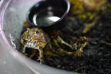 Load image into Gallery viewer, Giant Pixie Frog