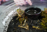 Load image into Gallery viewer, Giant Pixie Frog