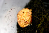 Load image into Gallery viewer, Raspberry Pac Man Frog