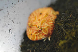 Load image into Gallery viewer, Raspberry Pac Man Frog