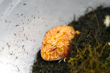 Load image into Gallery viewer, Raspberry Pac Man Frog